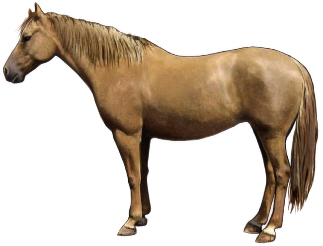 Pryor Mountain Mustang Horse