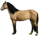 Spanish Mustang Horse