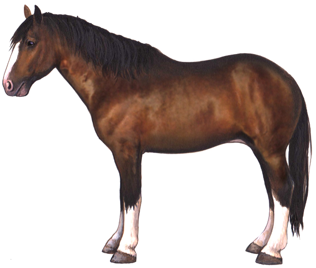 Destrier Horse