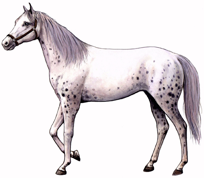 Spanish Jennet Horse