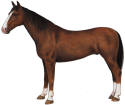 Gelderland Horse