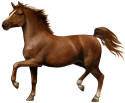 Hackney Horse