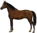 Normandy Horse