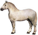 Percheron Horse
