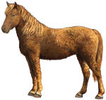 American Curly Horse