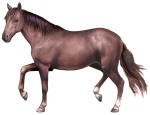 Narragansett Pacer Horse