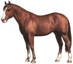 Paso Fino Horse