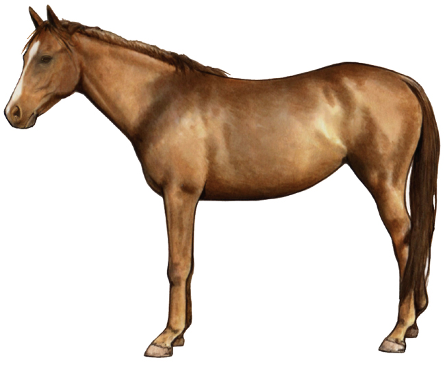 McCurdy Plantantion Horse McCurdy Plantantion Horse