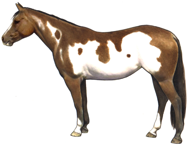 Spotted Saddle Horse