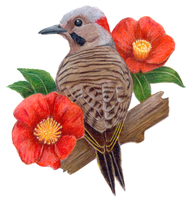 Alabama State Bird and Flower
