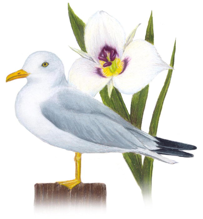 Utah State Bird and Flower