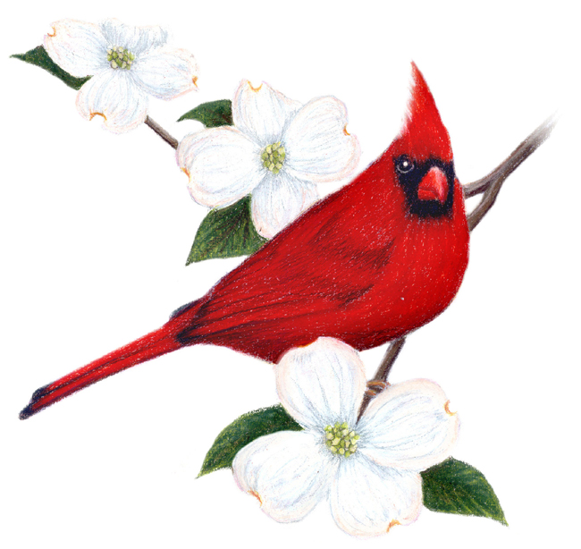 Virginia State Bird and Flower