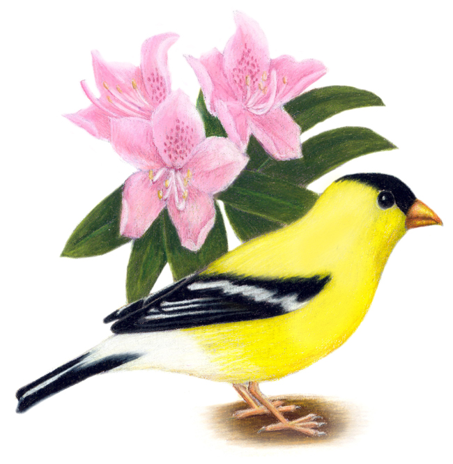Washington State Bird and Flower