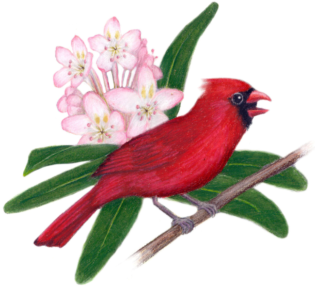 West Virginia State Bird and Flower