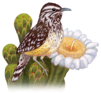 Arizona State Bird and Flower