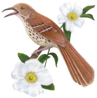 Georgia State Bird and Flower