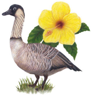 Hawaii State Bird and Flower