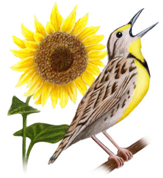 Kansas State Bird and Flower