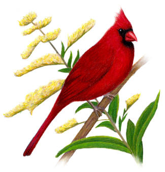 Kentucky State Bird and Flower