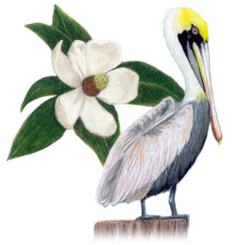 Louisana State Bird and Flower