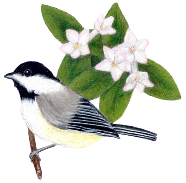 Massachusetts State Bird and Flower
