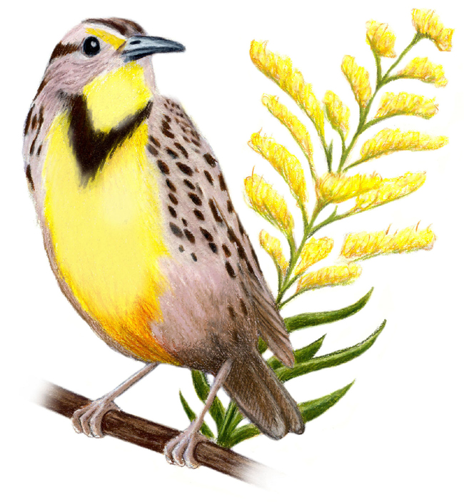 Nebraska State Bird and Flower