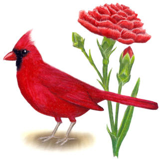 Ohio State Bird and Flower