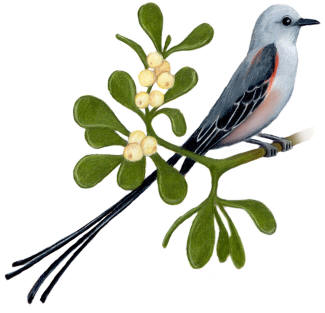 Oklahoma State Bird and Flower