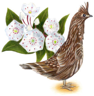 Pennsylvania State Bird and Flower