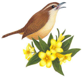 South Carolina State Bird and Flower