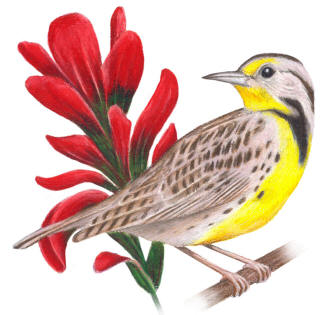 Wyoming State Bird and Flower